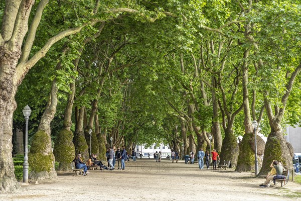 Avenue in Joao Chagas Park in Porto