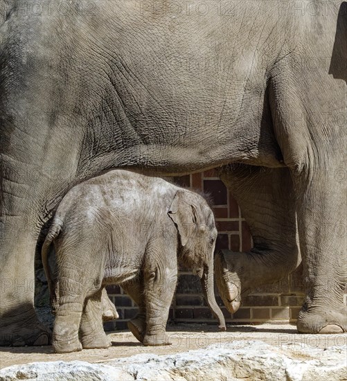 Asian elephant