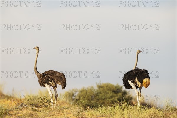 Ostrich