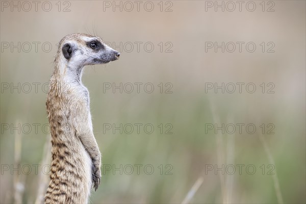 Suricate