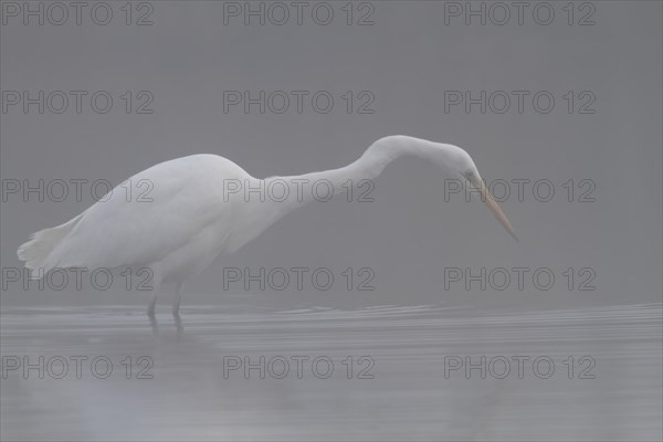 Great egret