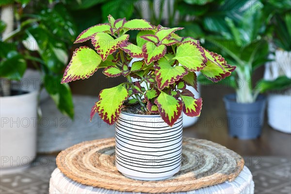 Potted painted nettle 'Coleus Blumei Velvet' plant in flower pot on table in living room