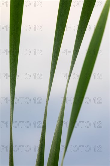 Cattail