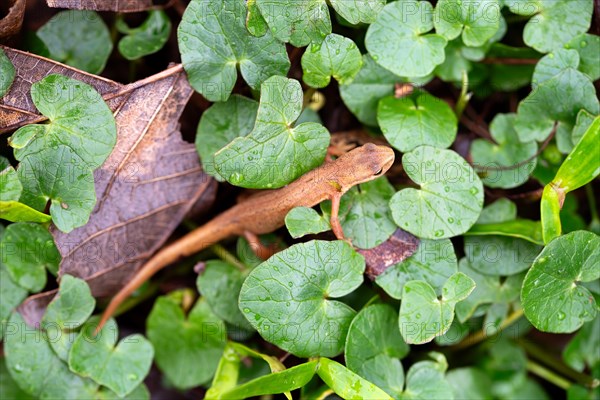 Common newt