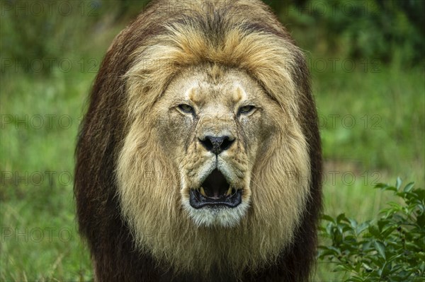 Barbary lion