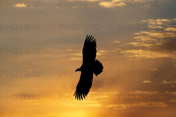 Stellers sea eagle