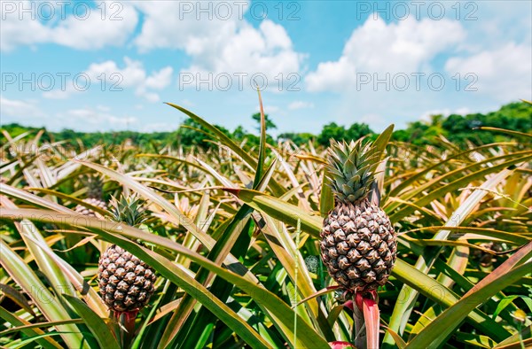 Harvest of pineapple fruits with blue sky background. View of a beautiful growing pineapple crop