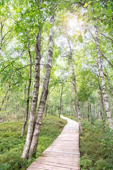 Bog birch