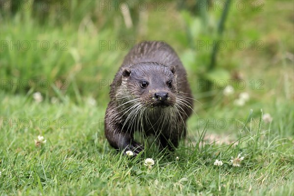 European otter