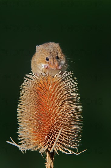 Eurasian harvest mouse