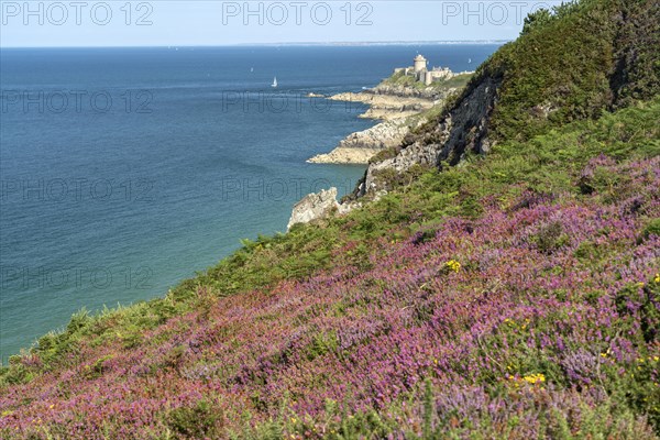 Blooming heath landscape at Cap Frehel and Fort La slat