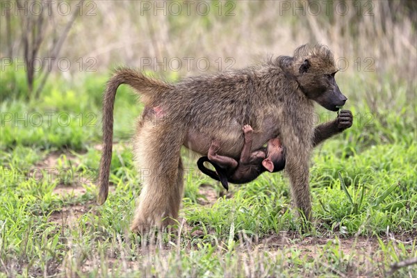 Bear baboon