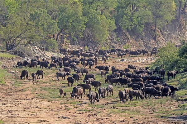 Cape buffalo