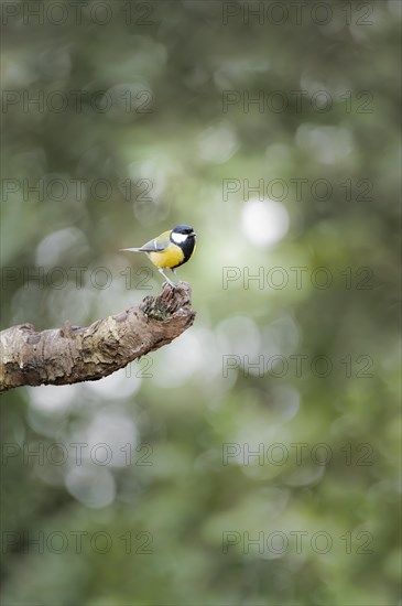 Great tit