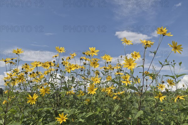 Jerusalem artichoke