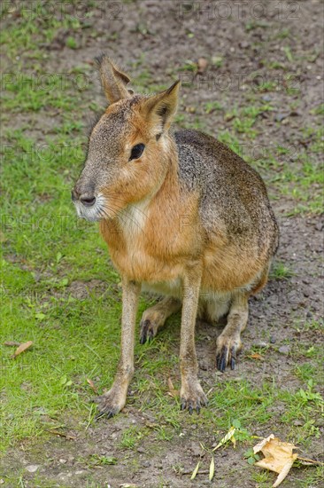 Patagonian mara