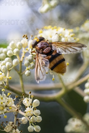 Hornet mimic hoverfly