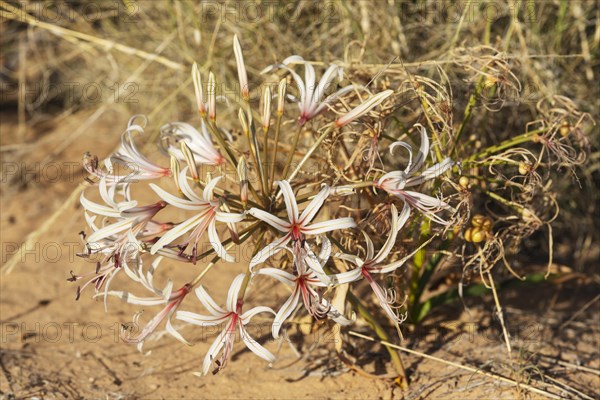 Nerine