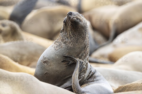 Cape Fur Seal