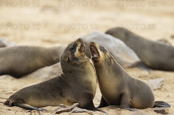 Cape Fur Seal