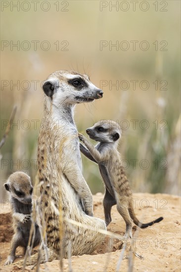 Suricate