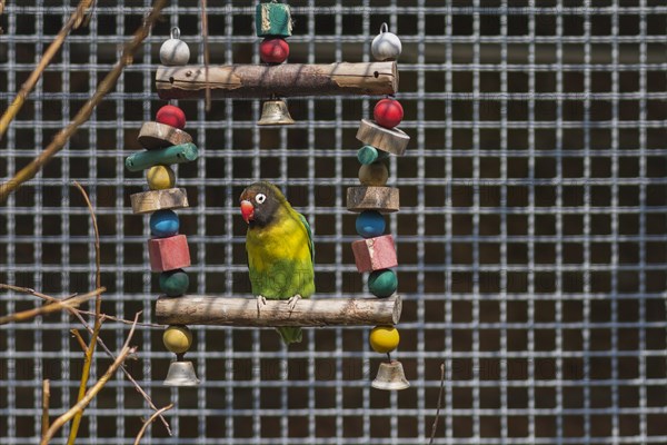 Peach-faced lovebird