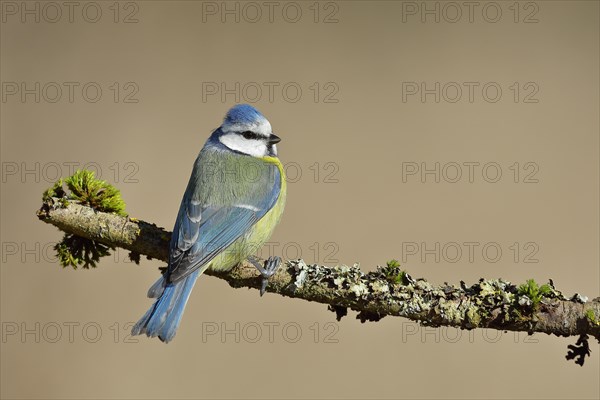 Blue Tit