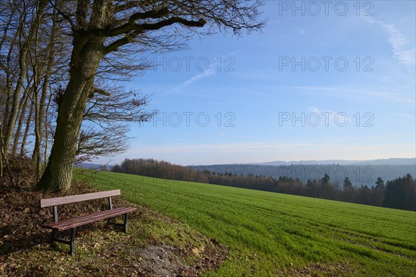 Bench