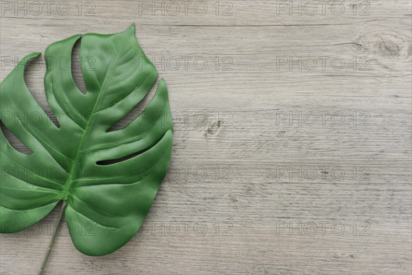 Wooden background with big green leaf