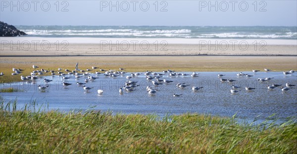 Seagulls on the beach