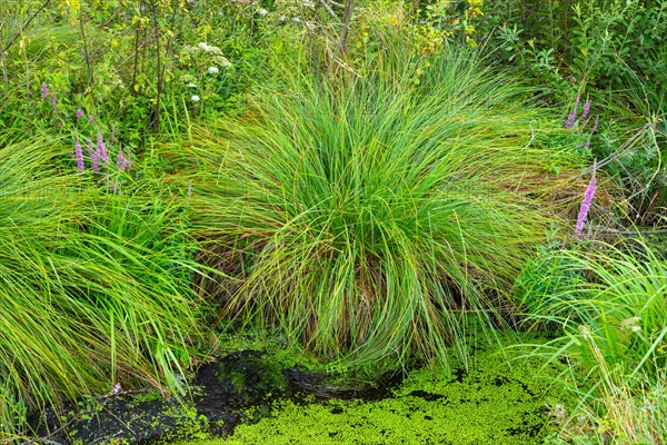 Greater tussock sedge