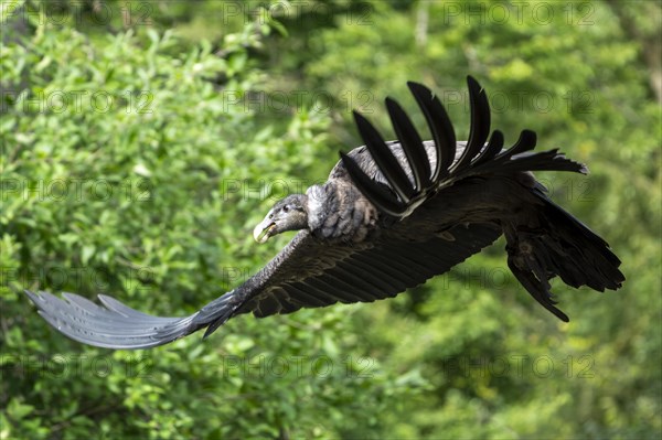 Andean condor