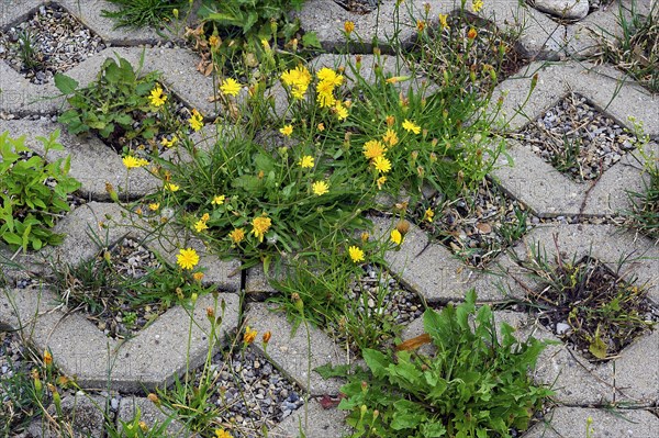 Paving with culvert for nature