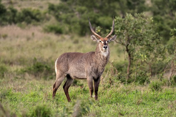 Ellipsen waterbuck