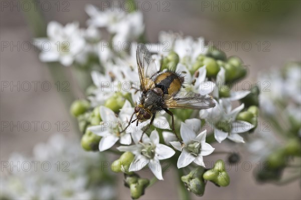 Hedgehog fly