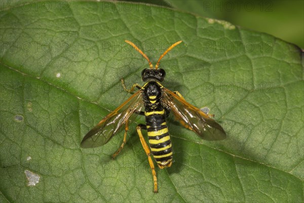 Brownroot leaf wasp