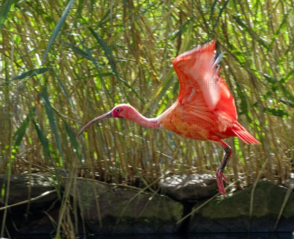 Scarlet ibises