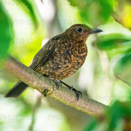 Female of Common Blackbird