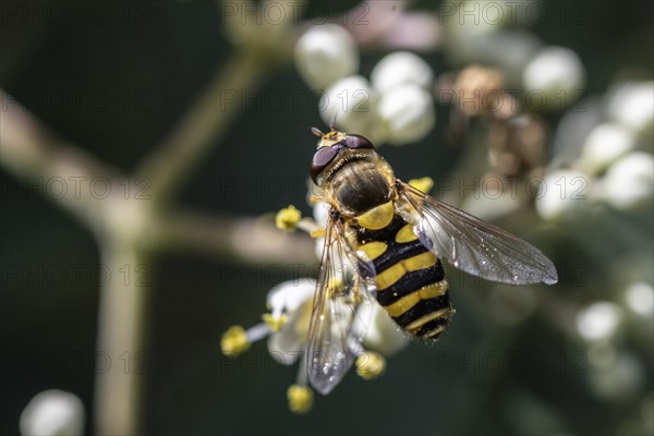 Large hoverfly