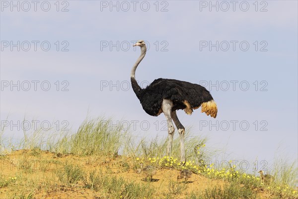 Ostrich