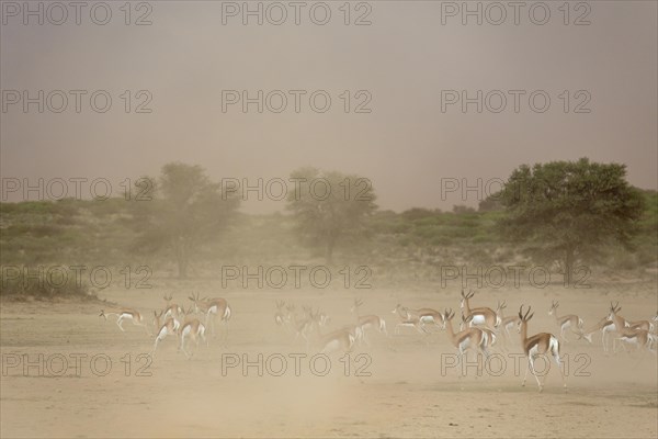 Springbok