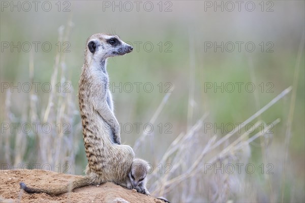 Suricate