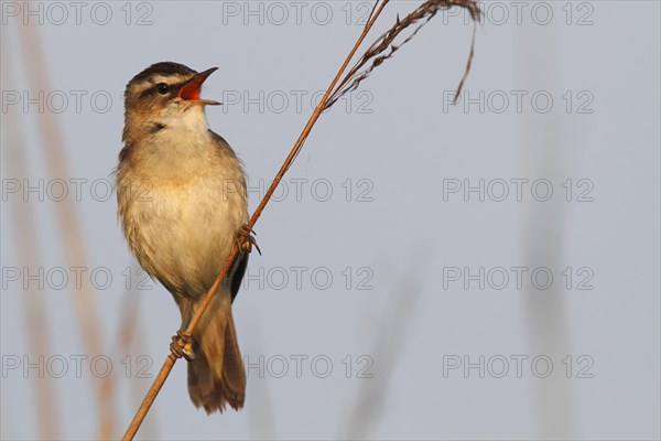 Sedge warbler