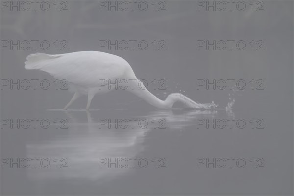 Great egret