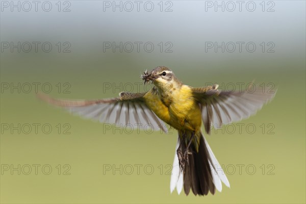 Blue-headed wagtail