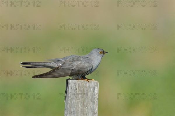 Common cuckoo