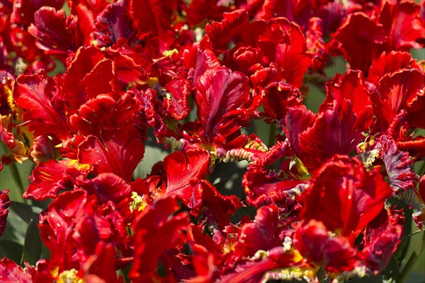 Flowers of parrot tulips