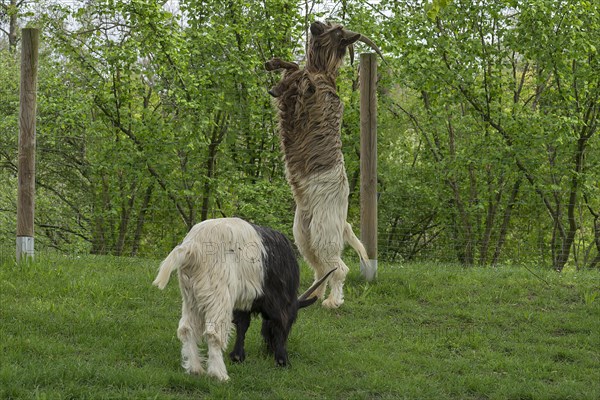 Wallis black-necked goat