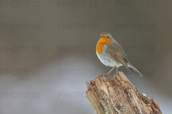 European robin