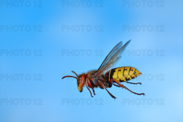 European hornet